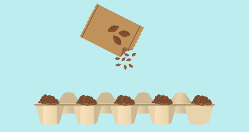 3 planting seeds in egg carton planter