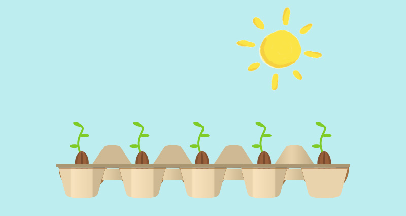 5 egg carton planter for seedlings
