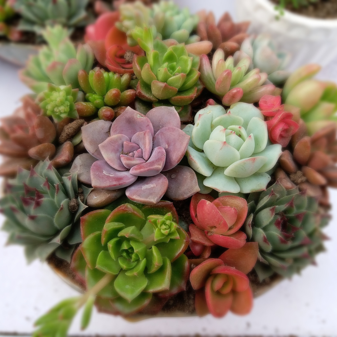 succulents succulents