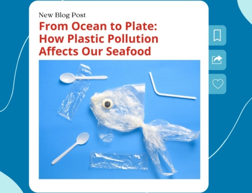 Plastic Pollution: Its Impact on Oceans and Our Food Chain